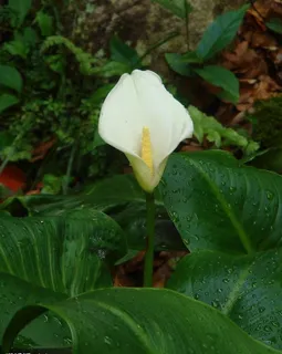 马蹄莲图片 马蹄莲图片