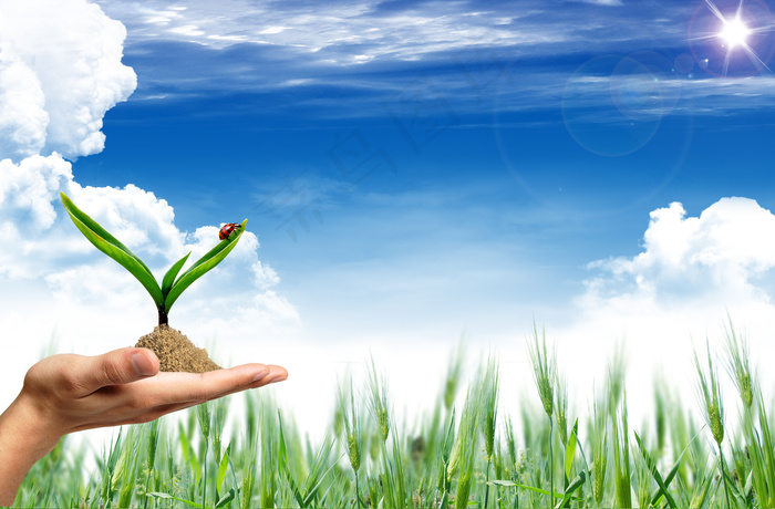 蓝天白云麦田背景