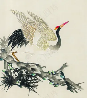 丹顶鹤 松树 丹顶鹤 松树