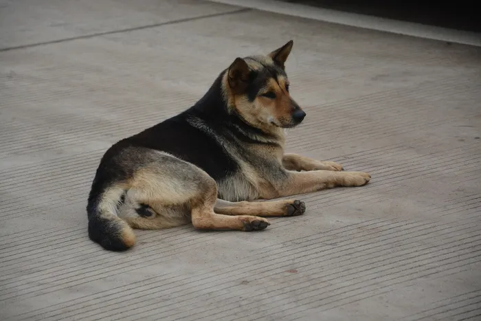 纯种中华田园犬图片