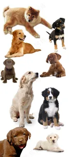 最新精选宠物狗psd素材元素设计免...