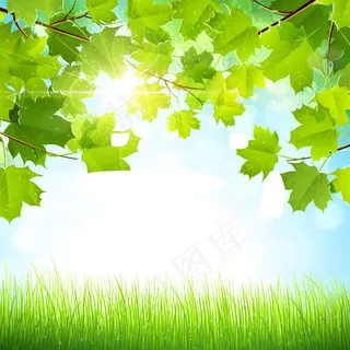 夏季树叶背景图