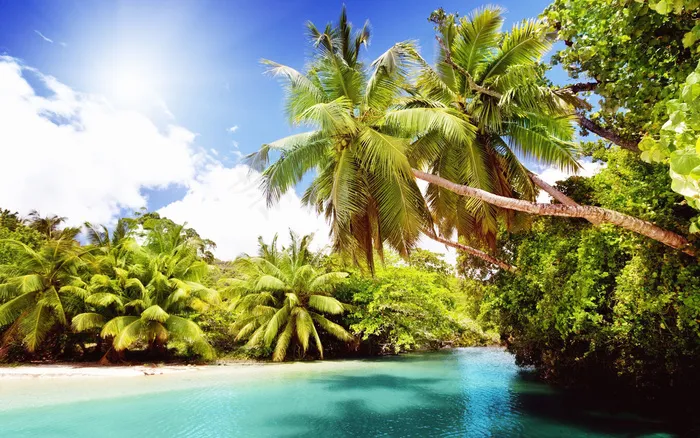 现代绿色海边森林椰树天空云朵背景墙