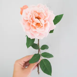 简约小清新文艺风插花静物摆拍背景