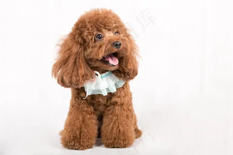 可爱小泰迪图片 可爱小泰迪图片