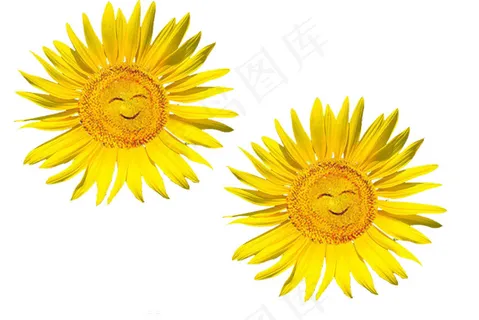 可爱笑脸向日葵