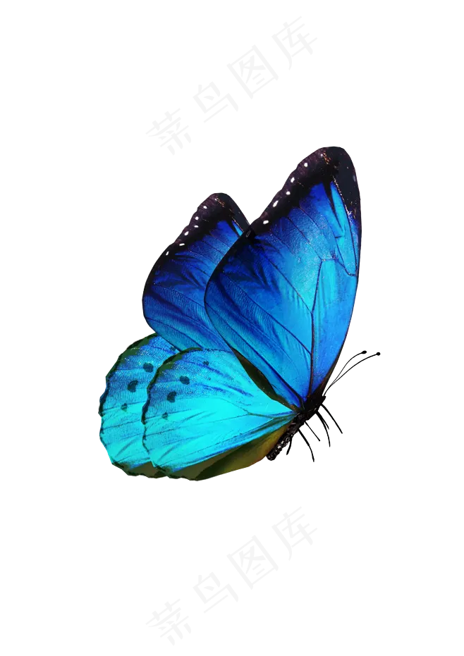 蓝色蝴蝶动物素材