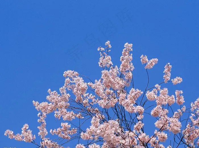 春暖花开51图片