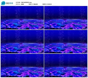 唯美夏日荷花荷塘月色视频素材