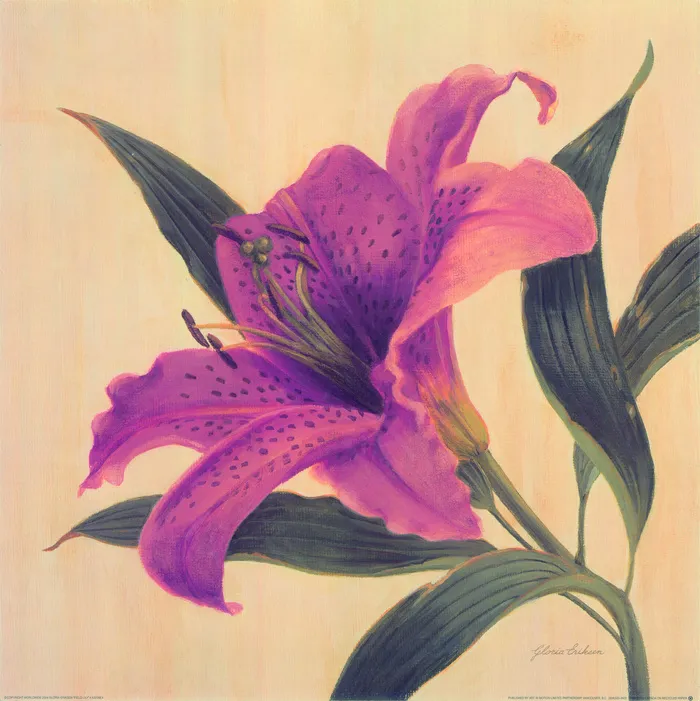 百合花图片