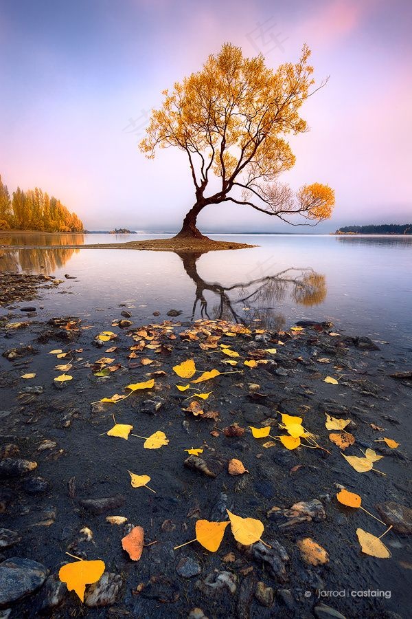 自然风景 树木