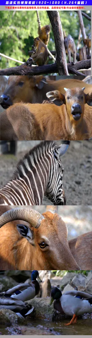 动物园动物高清实拍视频素材 动物园动物高清实拍视频素材