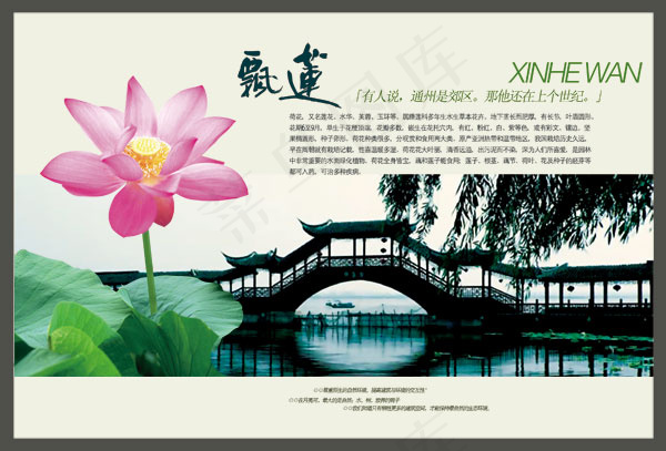 莲花矢量素材