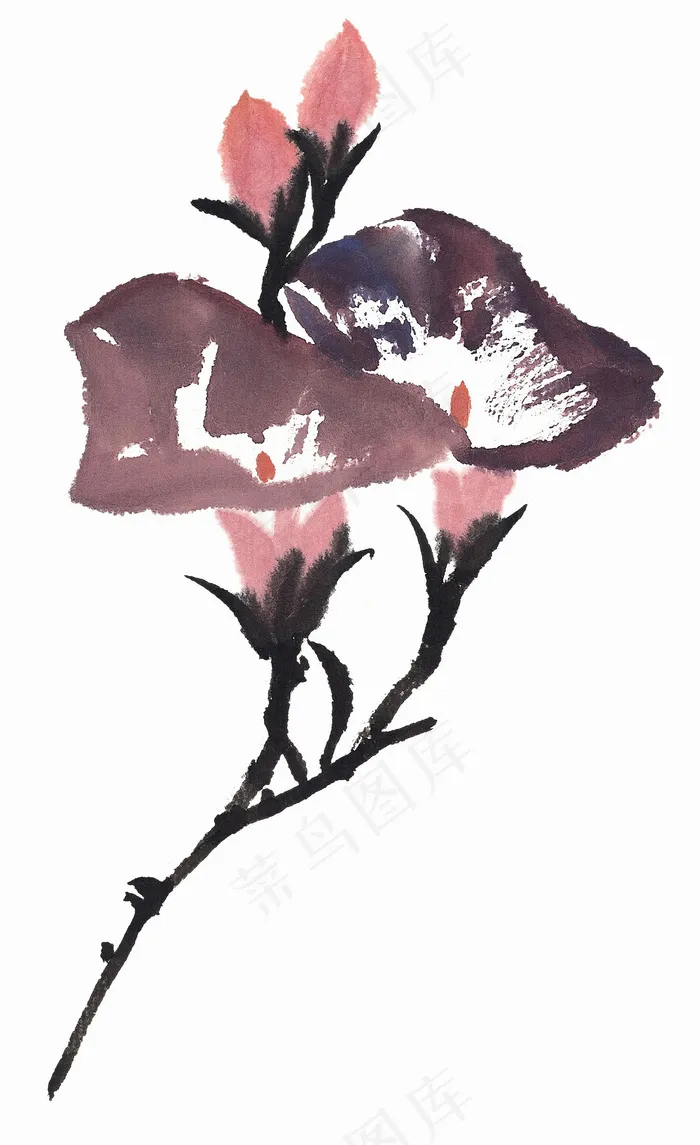 牵牛花