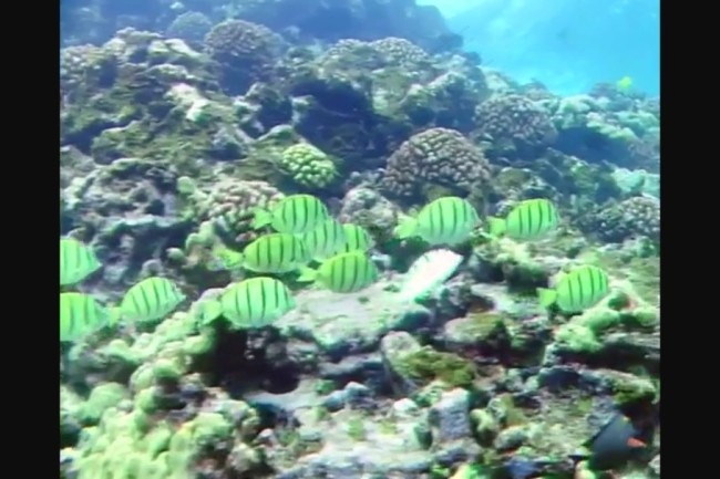 海底世界背景视频素材素材下载