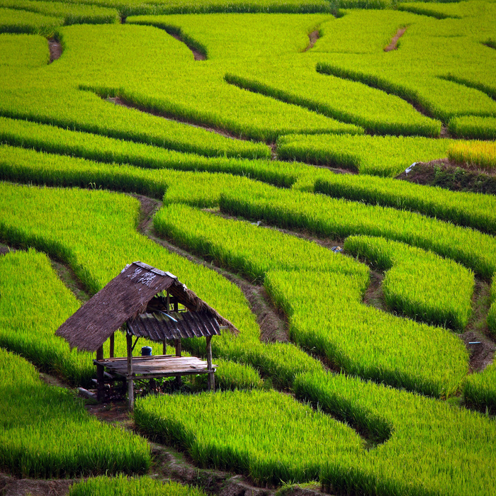 绿色稻田背景