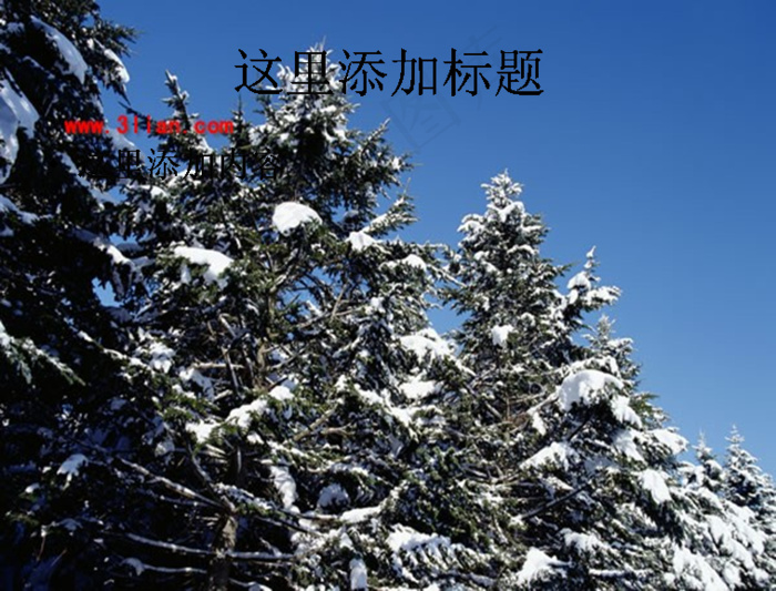 树枝挂雪