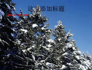 树枝挂雪