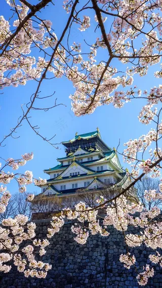 梅花景高清摄影图片