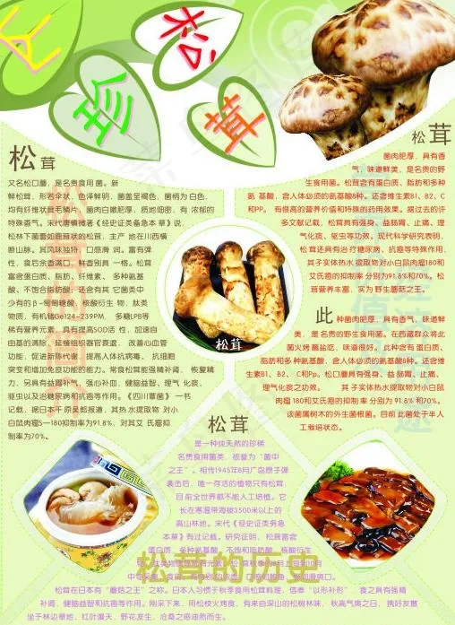 松茸图片cdr矢量模版下载
