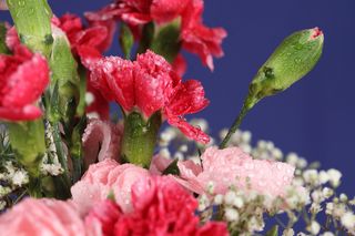 粉色玫瑰花静物设计素材