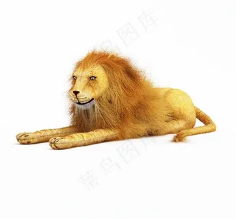 狮子图片