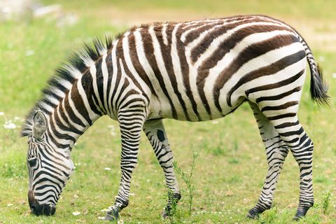 吃草的斑马图片