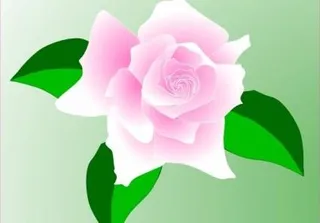 粉红玫瑰剪贴画