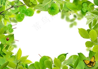 树叶 边框图片