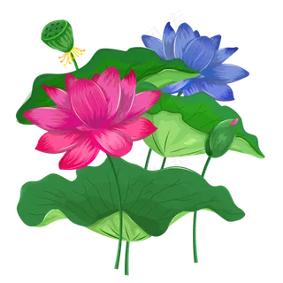 鲜花的荷花鲜花的荷花