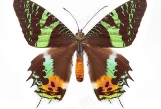 彩色展翅大蝴蝶图片