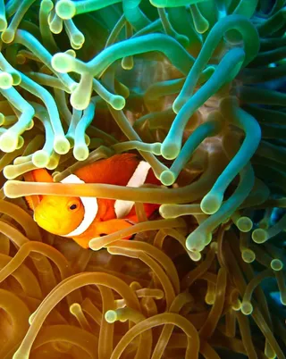 海底世界美丽小丑鱼图片