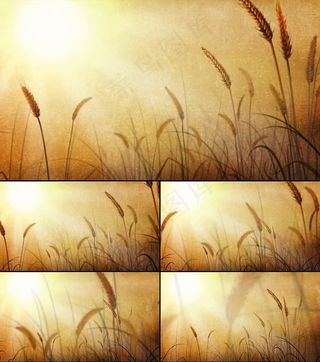 唯美金色麦田麦浪视频素材