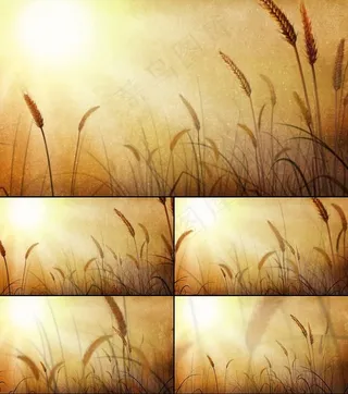 唯美金色麦田麦浪视频素材