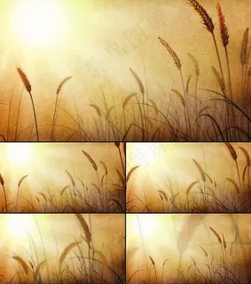 唯美金色麦田麦浪视频素材 唯美金色麦田麦浪视频素材