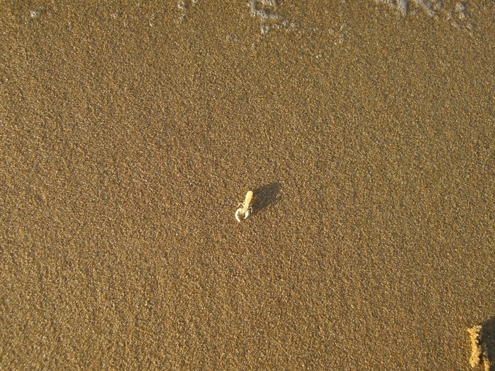海滩上的小虾图片
