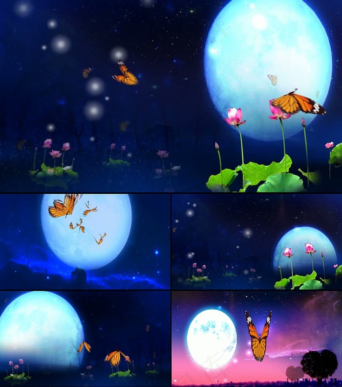 荷塘蝴蝶高清视频素材