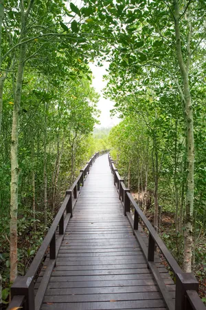 美丽树林走廊风景