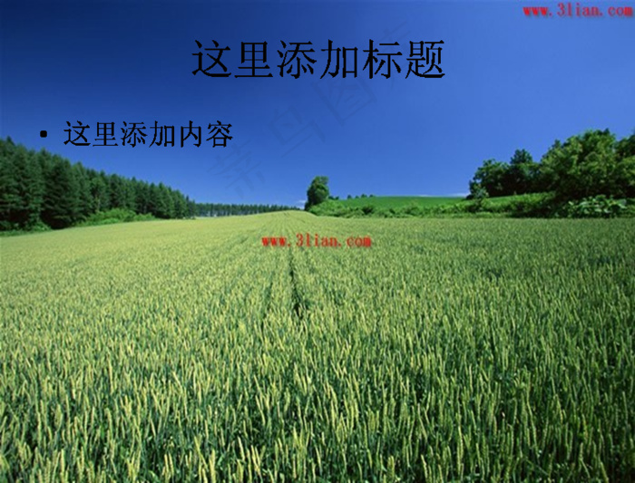 绿色的麦田