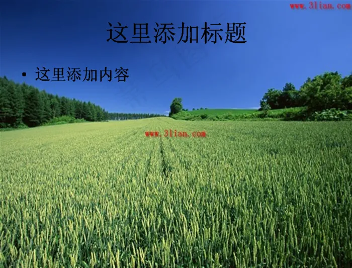 绿色的麦田