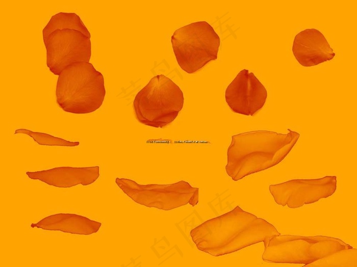 玫瑰花瓣PS笔刷