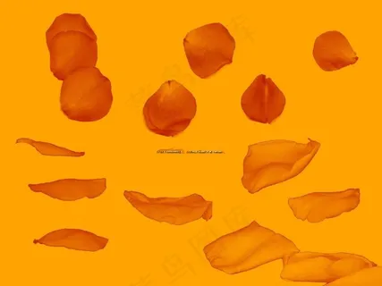 玫瑰花瓣PS笔刷