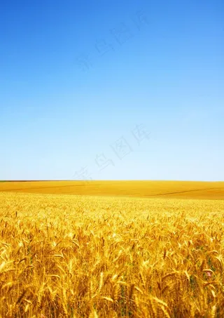 麦田图片