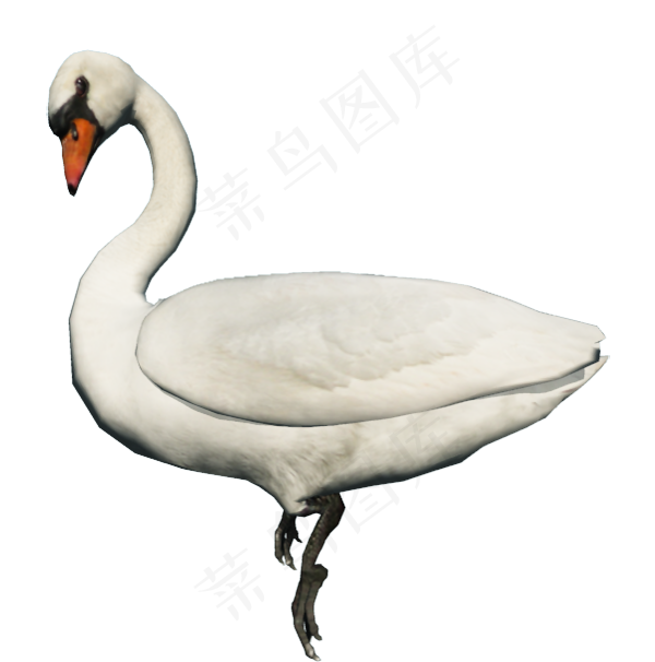 免抠png图片ps素材天鹅