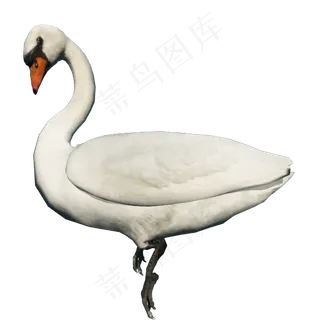 免抠png图片ps素材天鹅