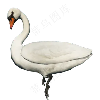 免抠png图片ps素材天鹅