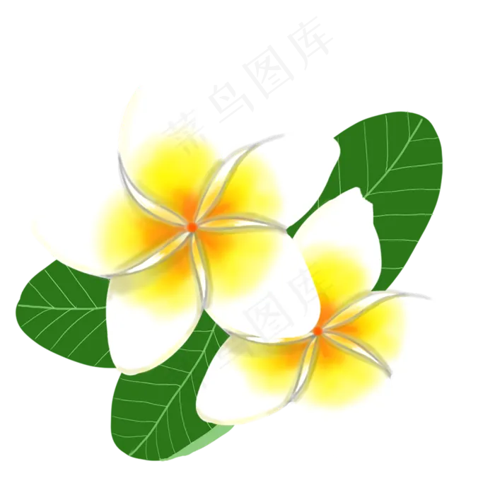 盛开精致鸡蛋花盛开精致鸡蛋花psd模版下载