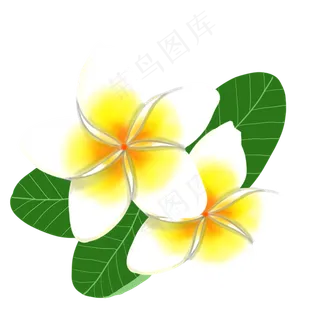 盛开精致鸡蛋花盛开精致鸡蛋花