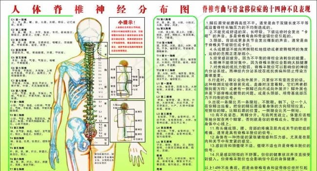 人体经络图图片cdr矢量模版下载