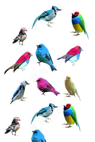 小鸟衣服数码印花设计